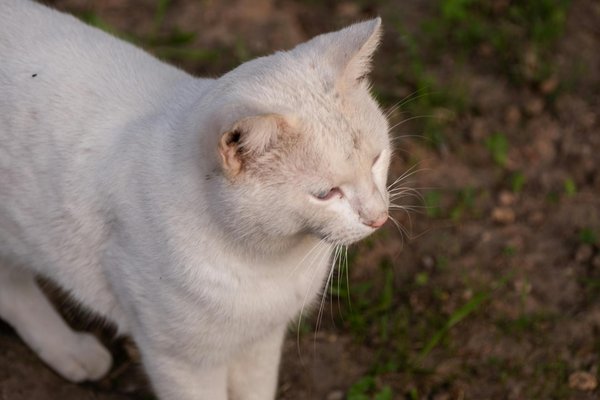 What role does preventive care play in the UK's health strategy?